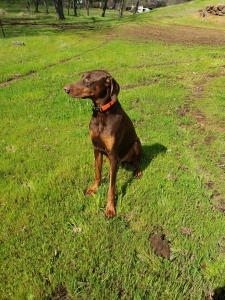 Rust Doberman  Listing Image