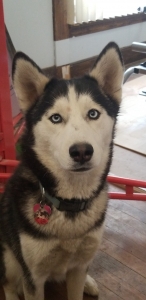 Black and White Siberian Husky Listing Image