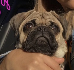 Fawn pug Listing Image