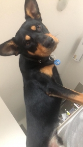 Male kelpie looking for a gf  Listing Image