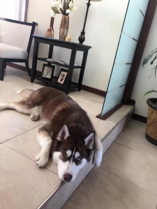Siberian Husky Listing Image