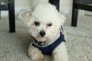 CKC Registered Toy Poodle Listing Image
