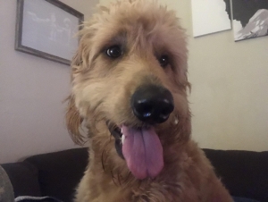 Beautiful Goldendoodle  Listing Image