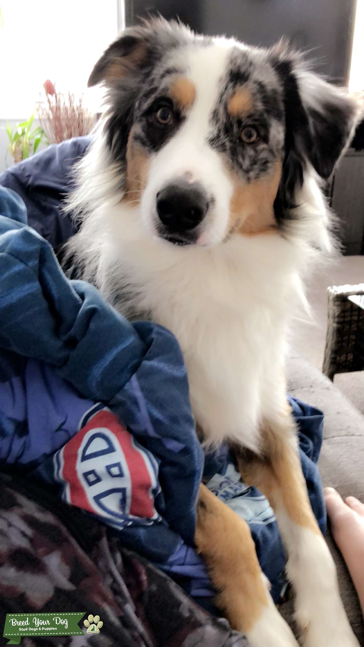 Stud Dog - Beautiful blue Merle Australian shepherd - Breed Your Dog