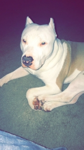 Fawn  American Bully Standard  Listing Image