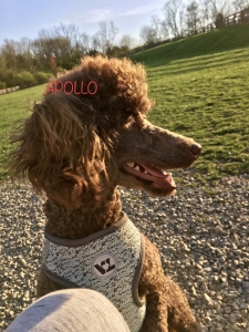 Male Poodle CKC  Listing Image