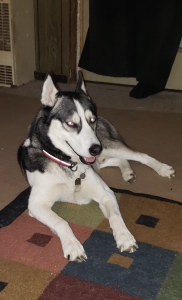 Siberian Husky Listing Image