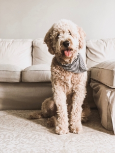 Beautiful Stud Goldendoodle Listing Image