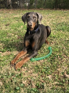Blue Doberman Listing Image
