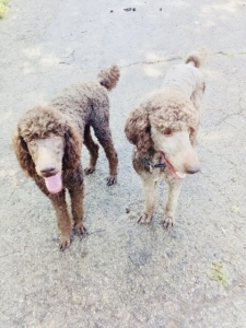 Standard poodle stud  Listing Image