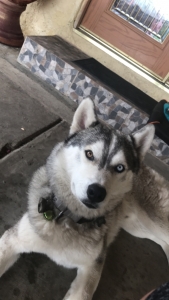 Siberian Husky Listing Image