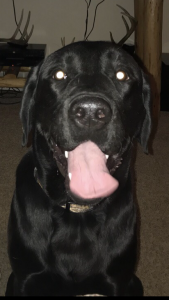 Black Lab Stud Listing Image