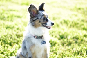 Toy Aussie Female Listing Image