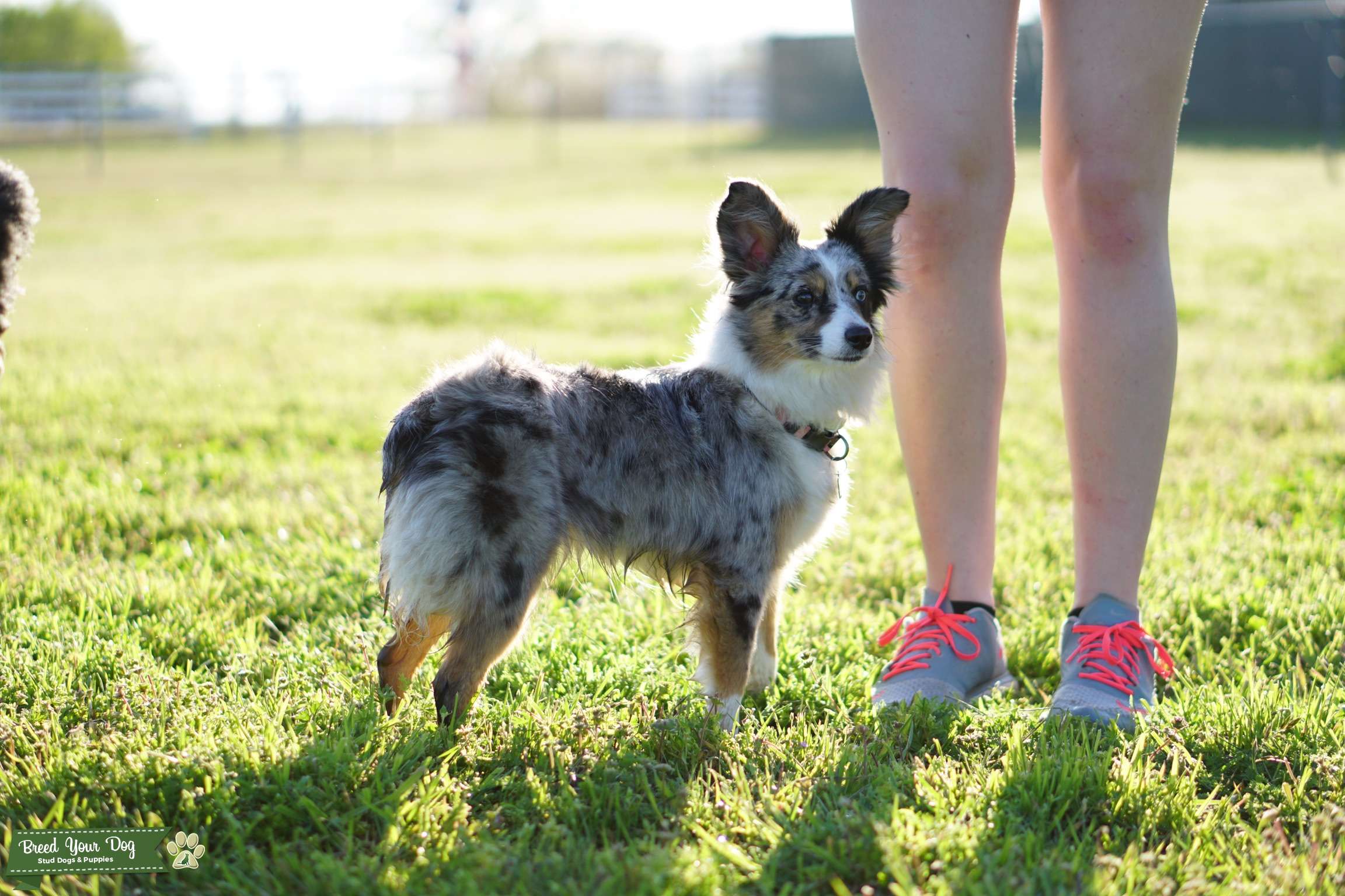Toy Aussie Female Stud Dog Oklahoma Breed Your Dog