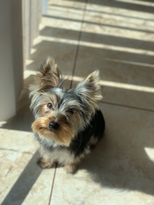 Teacup Yorkie Terrier Listing Image