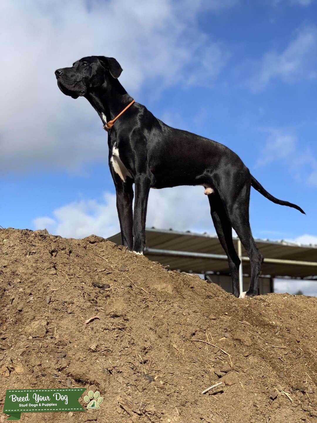 black and white great dane