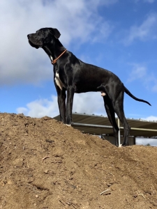Black and white Great Dane Listing Image