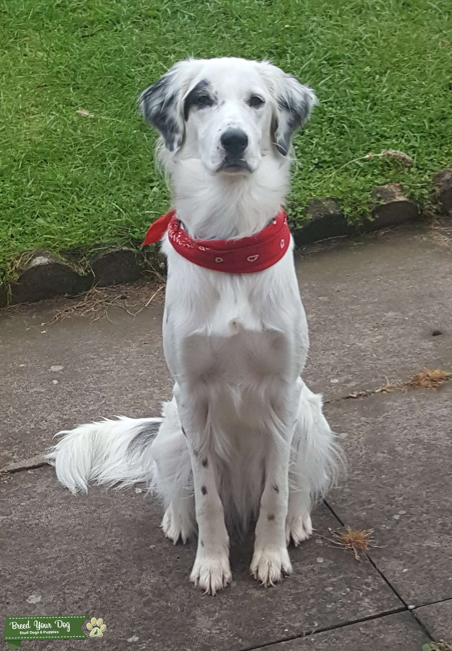 White border collie semilong hairs looking Stud Dog in Lincolnshire