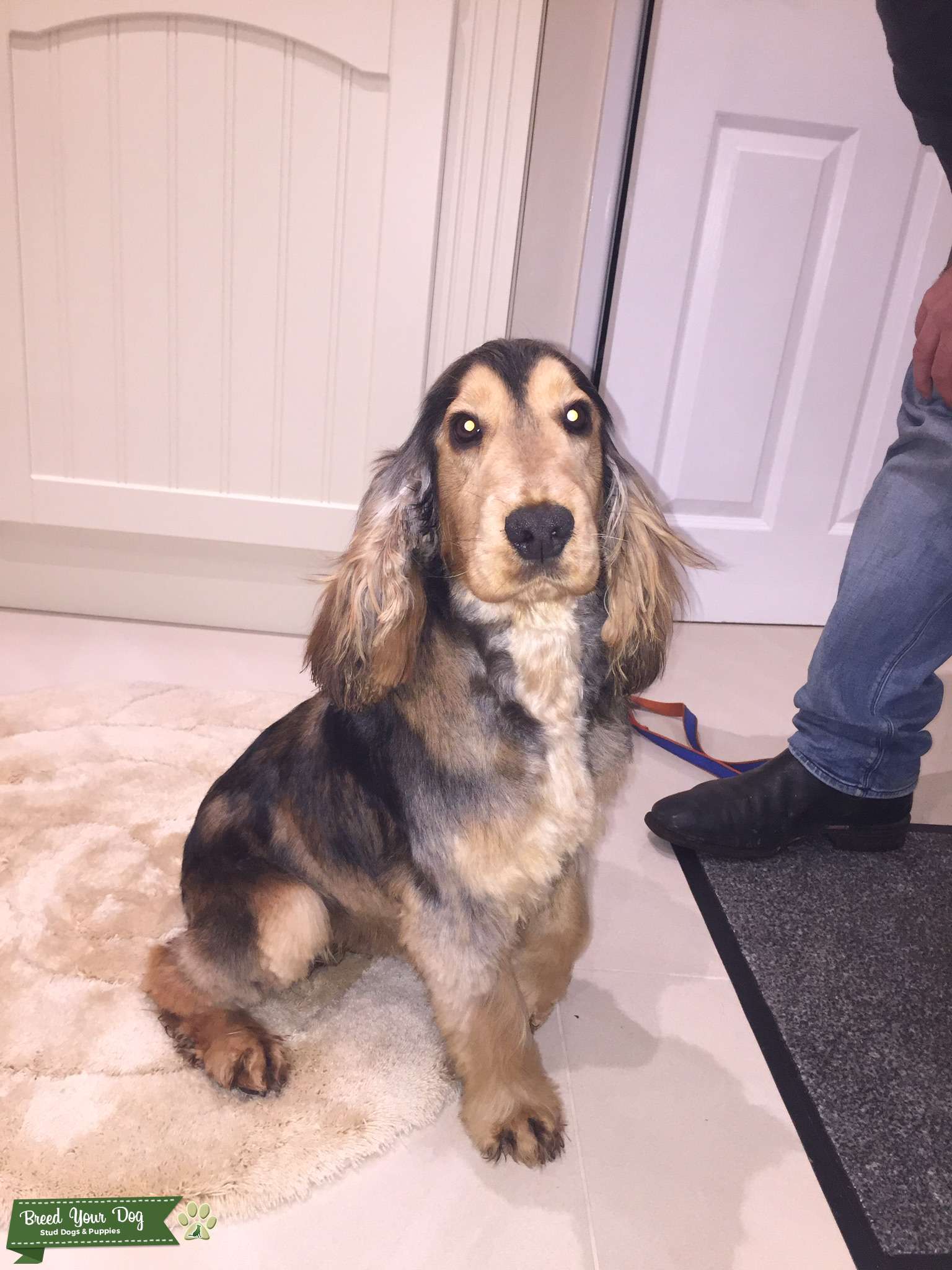 **show cocker spaniel STUD** Stud Dog in Nottinghamshire , the United States Breed Your Dog