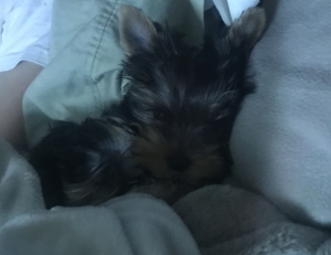 Yorkie Listing Image