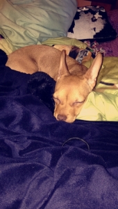 Chihuahua/Weiner Dog  Listing Image