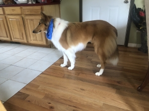 Sable Rough Collie Stud Full AKC registered  Listing Image