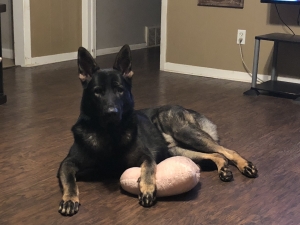 Male German Shepherd  Listing Image