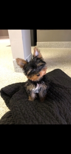 AKC Certified Purebred Yorkie for Breeding Listing Image