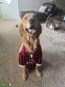  AKC GOLDEN RETRIEVER STUD DOG $1000 Listing Image