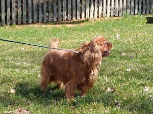 Cavalier King Charles Spaniel  Listing Image