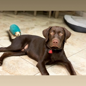 Chocolate Labrador Listing Image