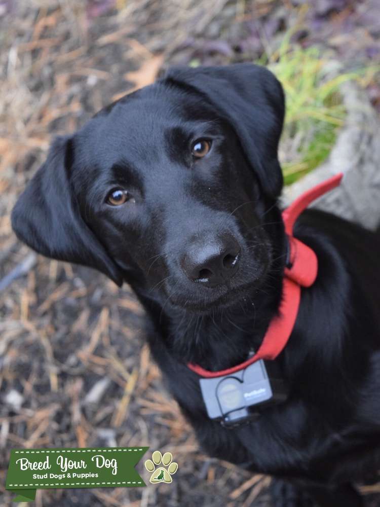 Stud Dog - Black Labrador Stud - Breed Your Dog