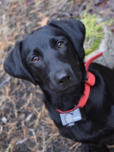 Black Labrador Stud Listing Image