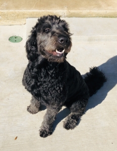 Beautiful F1 Goldendoodle Stud Listing Image