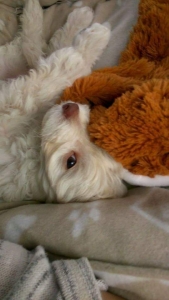 Toy poodle for stud. Listing Image