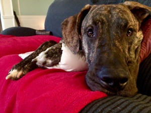 Young Brindle Great Dane Stud Listing Image