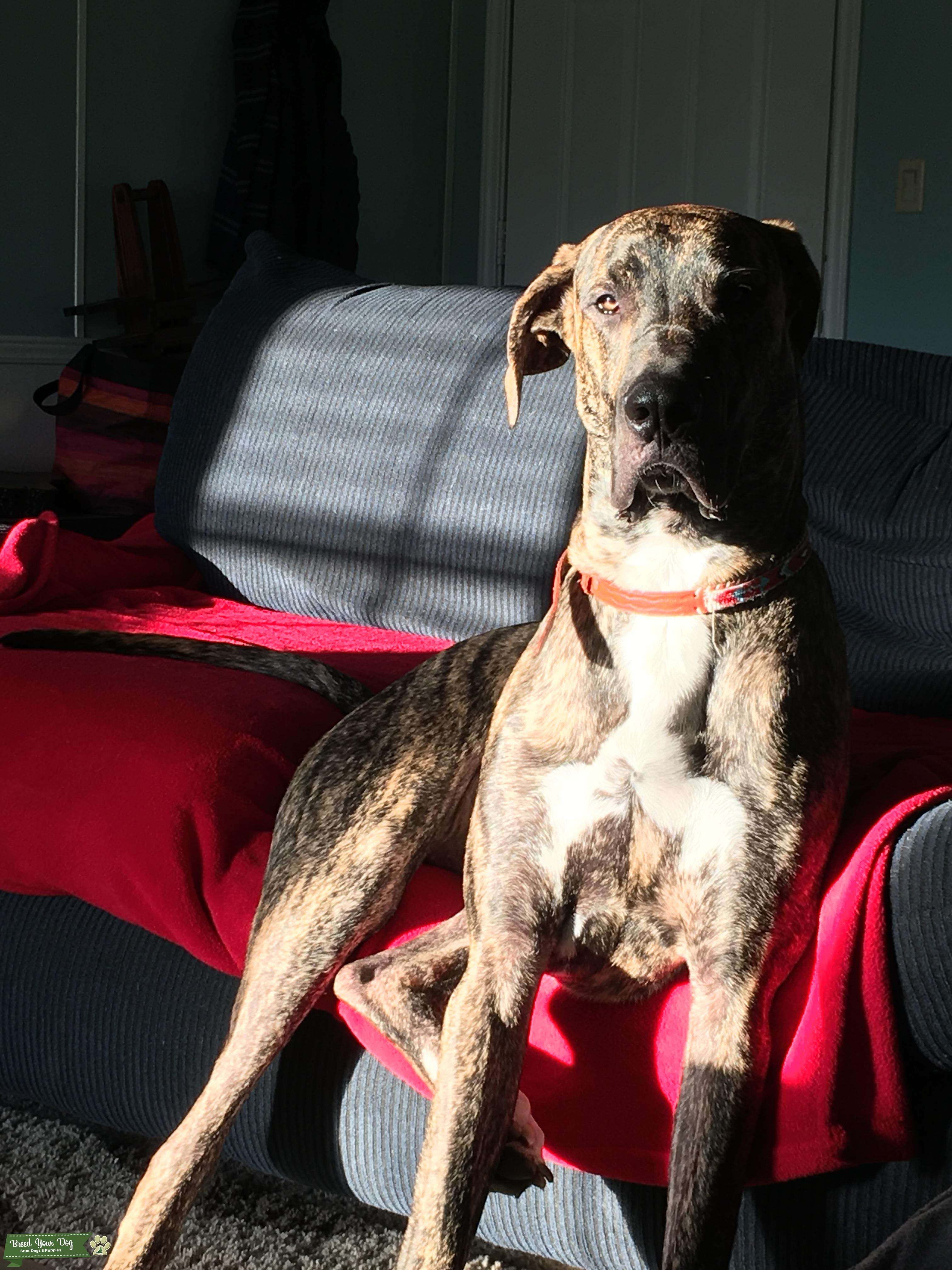 Young Brindle Great Dane Stud Stud Dog in Texas, United States