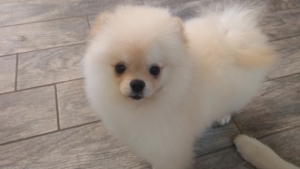 Pomeranian Stud Listing Image