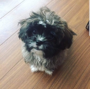 STUD Shih Tzu available for service Listing Image