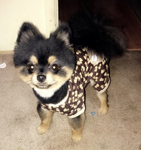 Purebred Teacup Pomeranian Male Listing Image