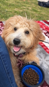 Stud Dog Listing Image