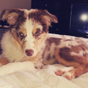 Red Merle Australian Shepherd  Listing Image