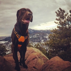 Chocolate Labrador Listing Image