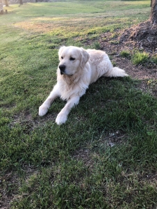 AKC English Cream Golden Retriever Listing Image