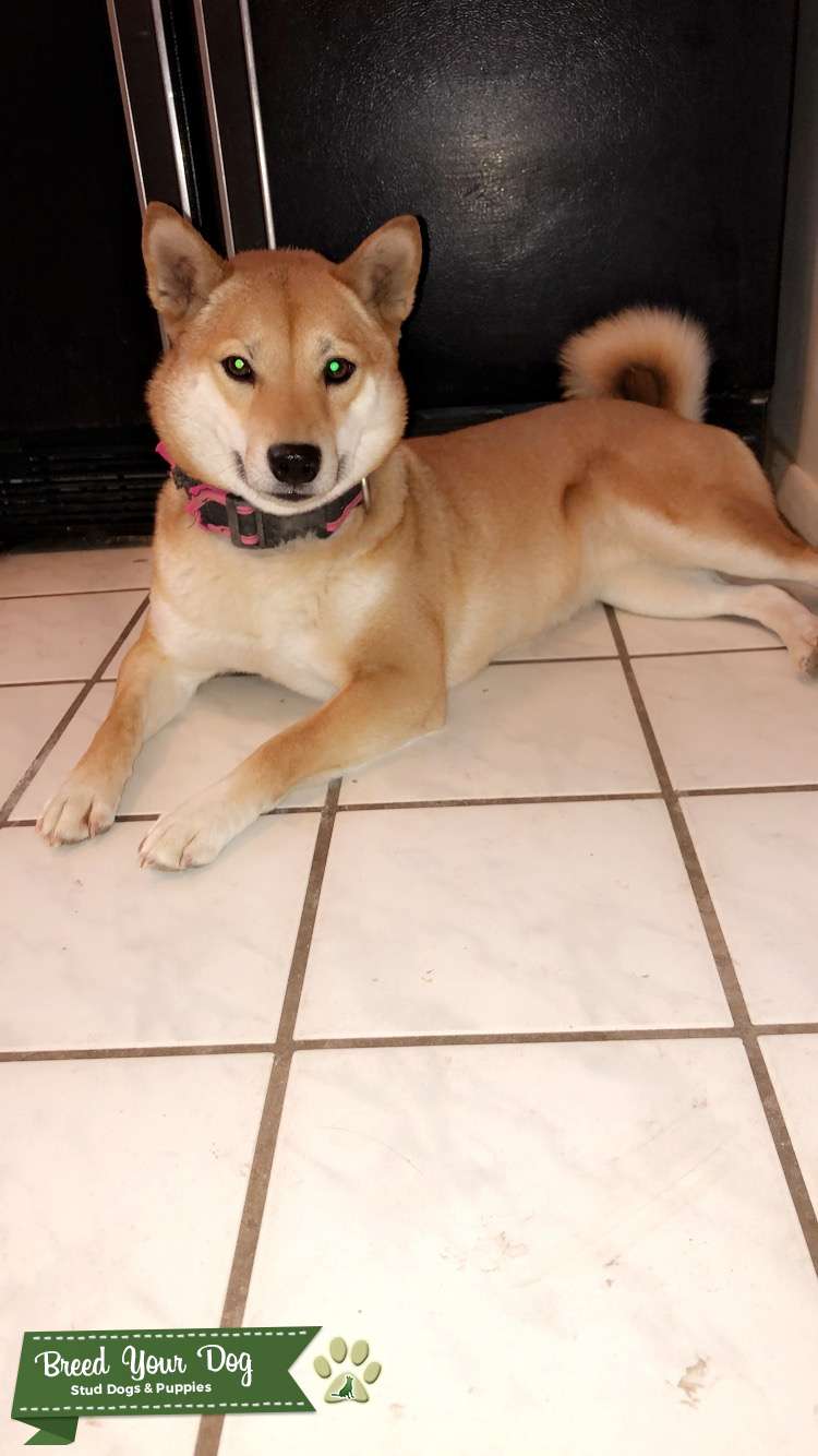 Stud Dog - Female shiba inu - Breed Your Dog