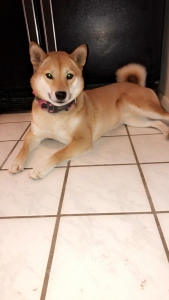 Female shiba inu Listing Image