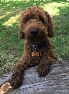 Red Moyen Poodle Listing Image