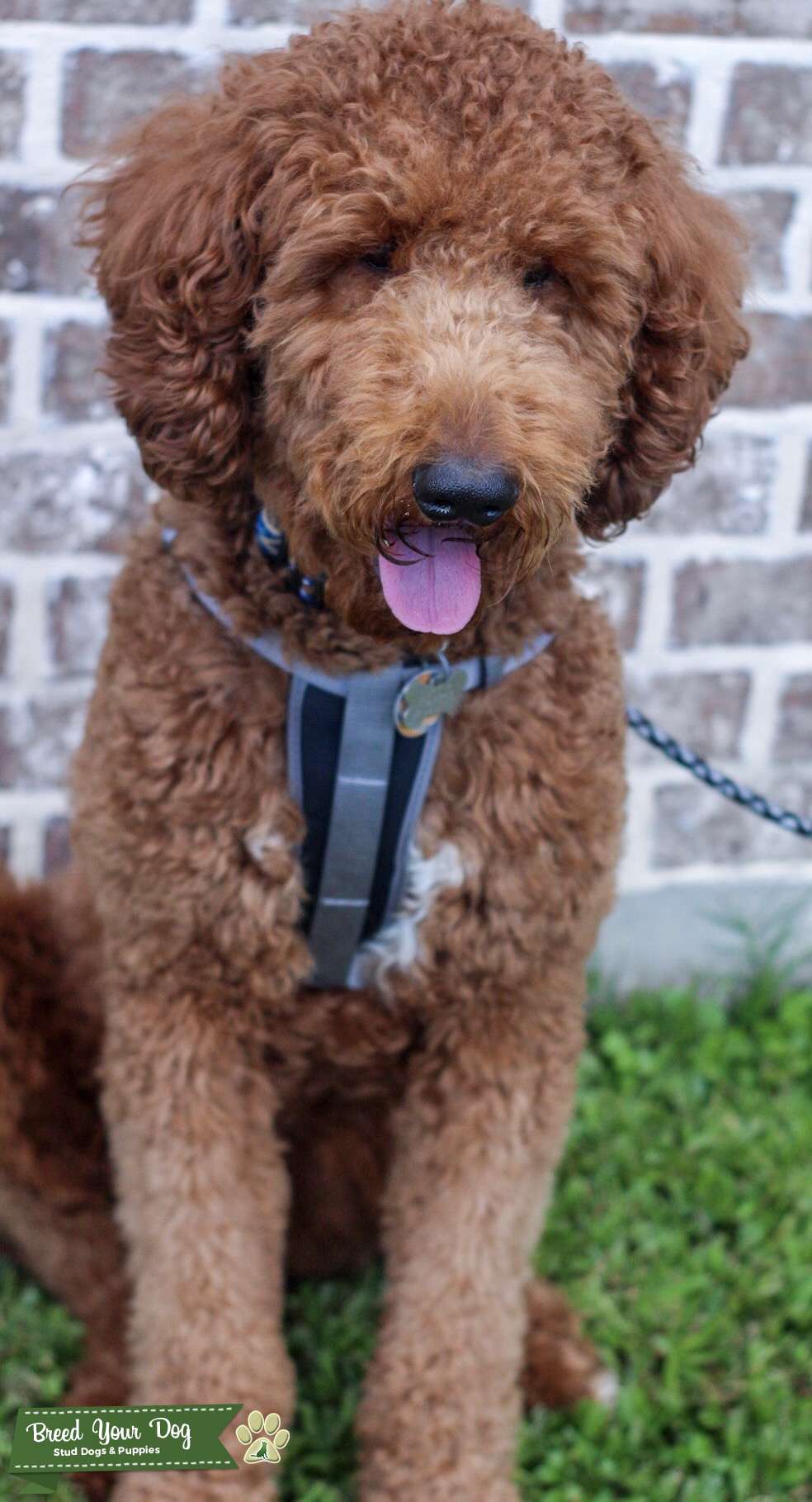 dark red standard poodle