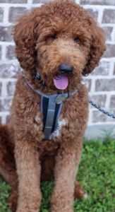 Dark Red Standard Poodle Stud Listing Image