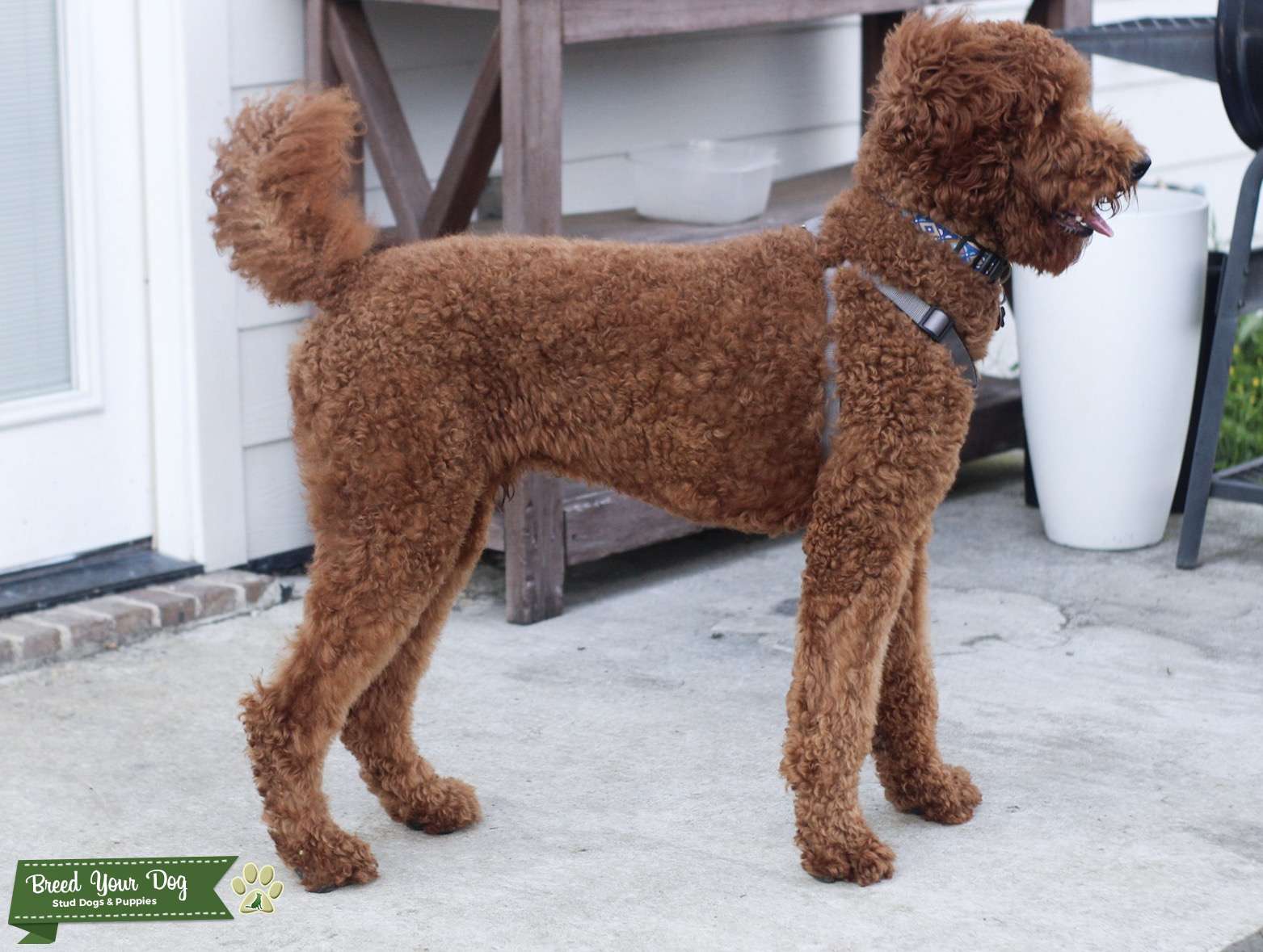 Dark Red Standard Poodle Stud Stud Dog Louisiana Breed Your Dog